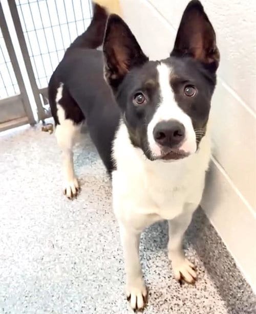 Photo of Baxter, adoptable Australian Cattle Dog/Blue Heeler in Houston, Texas