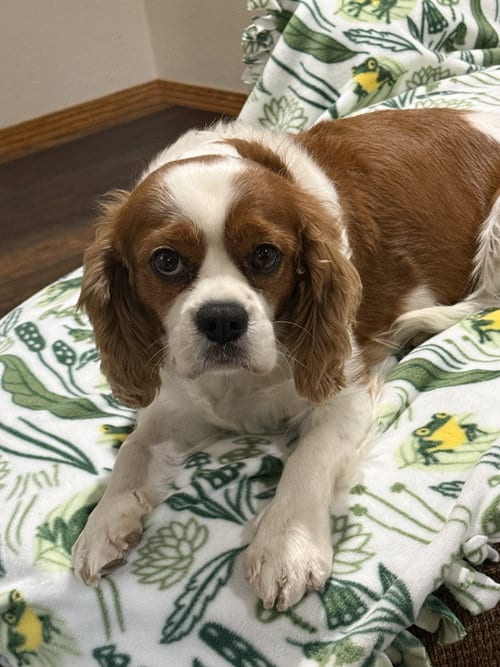 Photo of Misty, adoptable Cavalier King Charles Spaniel in Brandon, South Dakota