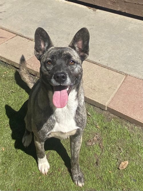 Photo of Spice, adoptable Husky in La Verne, California