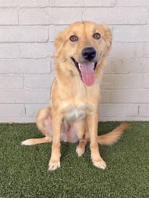Photo of Wiilow, adoptable Golden Retriever in Castaic, California