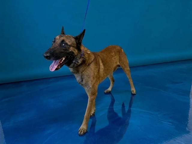Photo of Rex, adoptable Belgian Malinois in Miami, Florida