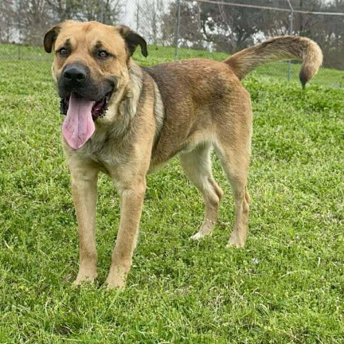 Photo of Shane, adoptable Terrier in Abbeville, Louisiana