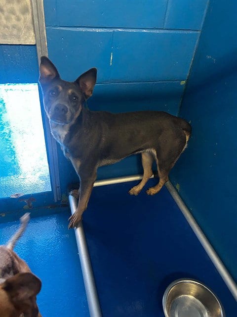 Photo of Gigi, adoptable Australian Kelpie in Bakersfield, California