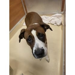 Photo of Big Boy, adoptable Terrier (Unknown Type, Medium) in Doral, Florida