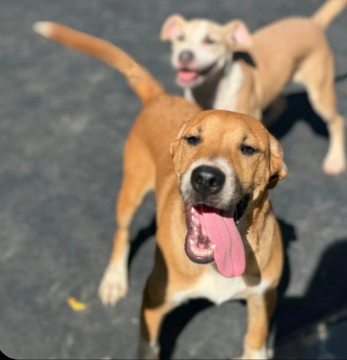 Photo of Coco, adoptable American Pit Bull Terrier in Jackson, Mississippi