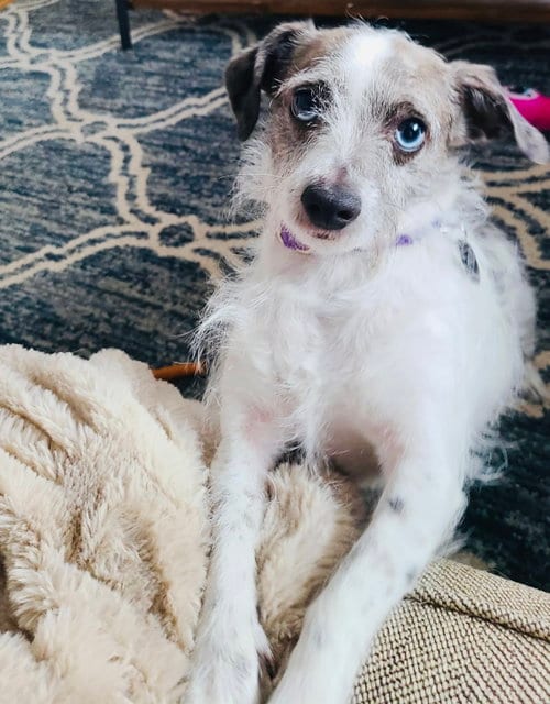 Photo of Marble, adoptable Chihuahua in Princeton, Minnesota