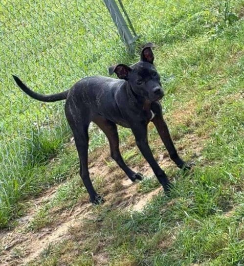 Photo of Nora Lea, adoptable Terrier in Farmerville, Louisiana