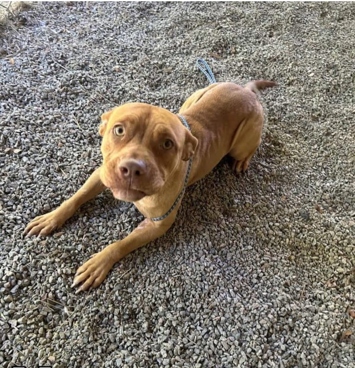Photo of Mongora, adoptable Australian Cattle Dog in Liberty, South Carolina
