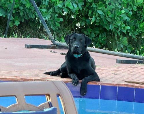 Photo of Chase, adoptable Labrador Retriever in Miami, Florida