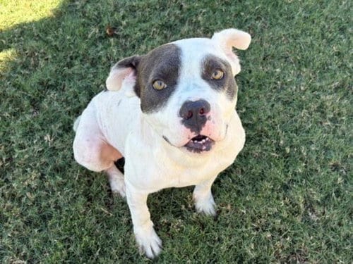Photo of Garlic, adoptable Pit Bull Terrier in Tulsa, Oklahoma