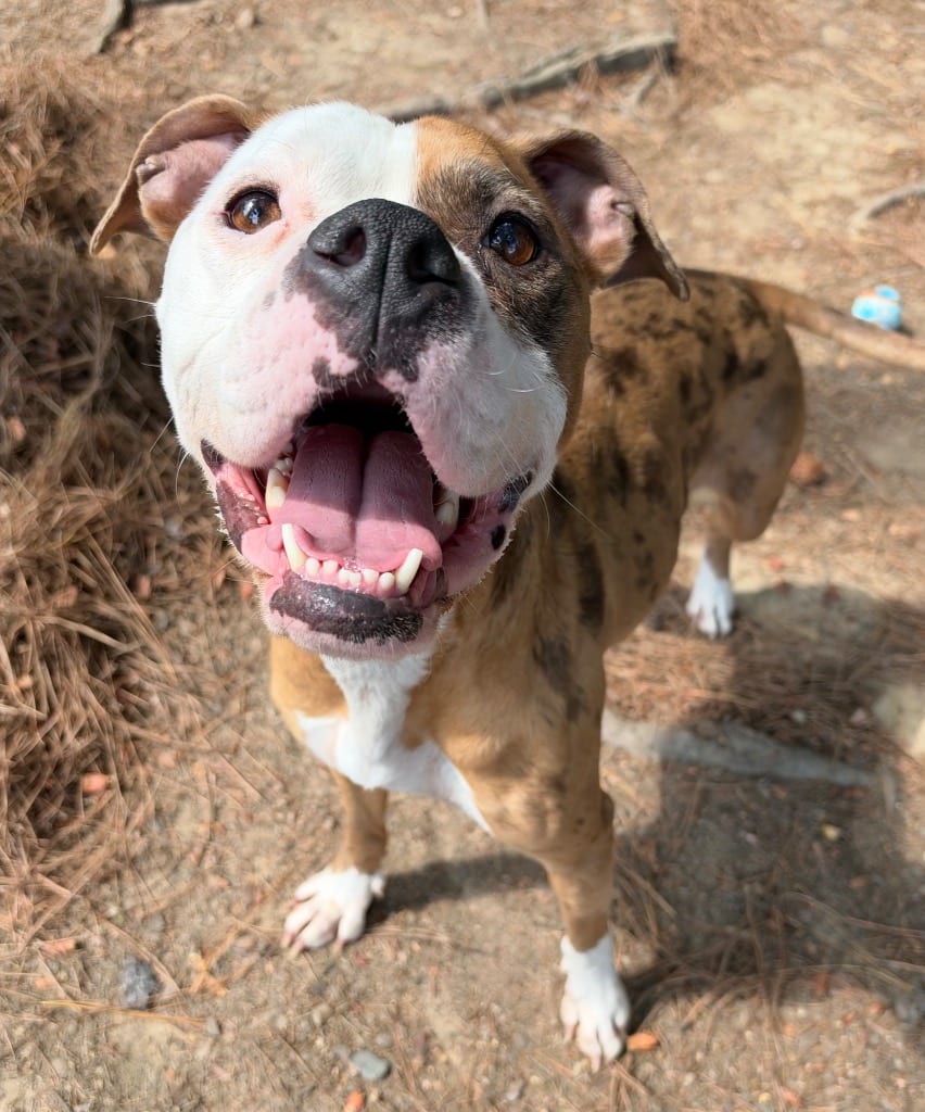 Photo of Tootsie, adoptable Boxer in Little Rock, Arkansas