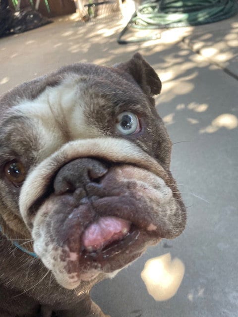 Photo of Mona Lisa, adoptable English Bulldog in HESPERIA, California