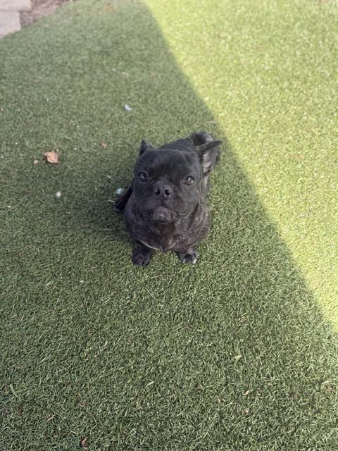 Photo of A275772, adoptable French Bulldog in Chula Vista, California