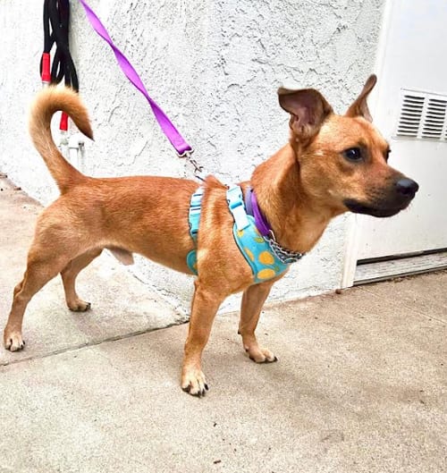 Photo of Felix, adoptable Corgi in San Diego, California