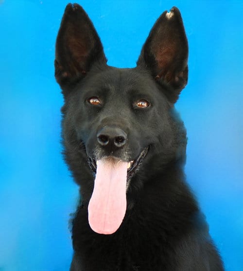 Photo of Alpha, adoptable German Shepherd Dog in Pasadena, California