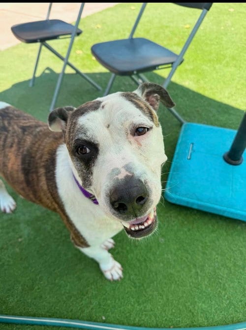 Photo of Chex Mix, adoptable American Staffordshire Terrier in MIDWAY, Utah