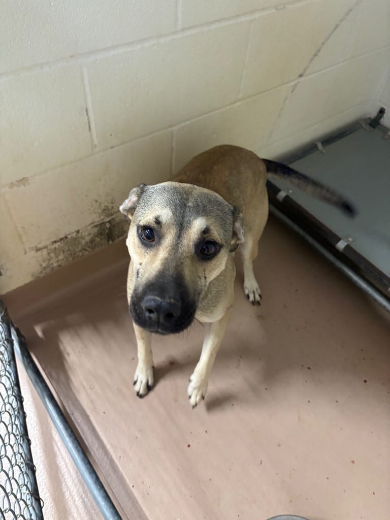 Photo of Beaver, adoptable Black Mouth Cur in Nacogdoches, Texas