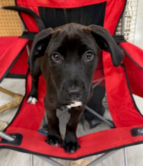 Photo of Robin Hood, adoptable Labrador Retriever in Gilberts, Illinois