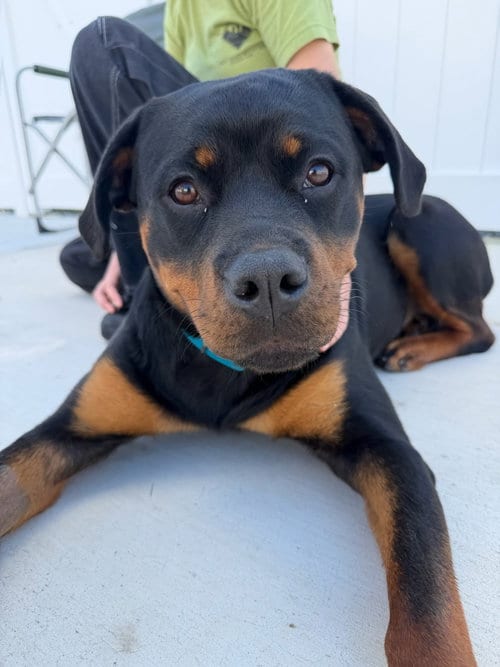 Photo of Ava, adoptable Rottweiler in Lancaster, Pennsylvania