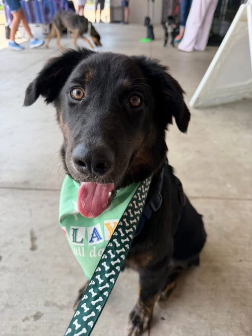 Photo of Little John, adoptable Australian Shepherd in Claremore, Oklahoma