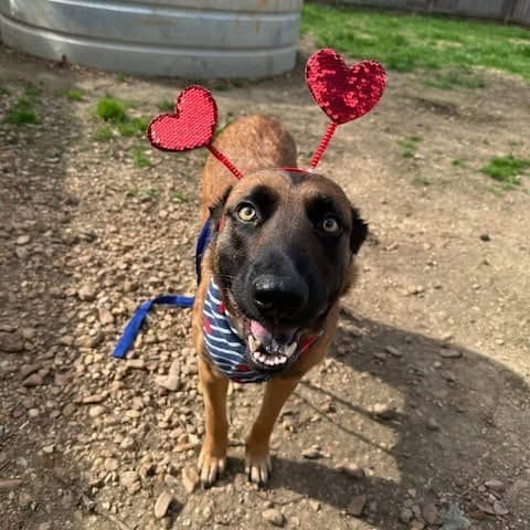 Photo of Sweat Pea (Mize), adoptable Shepherd in Jackson, Mississippi