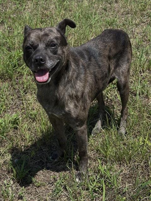 Photo of Murphy, adoptable Pit Bull Terrier in Augusta, Georgia