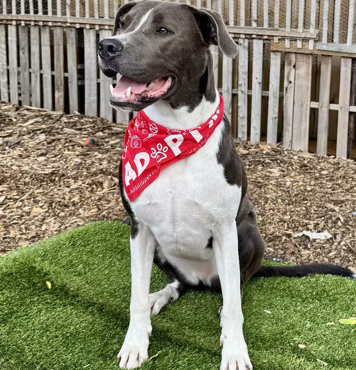 Photo of Diesel, adoptable Pit Bull Terrier/German Shepherd Dog in Portland, Oregon