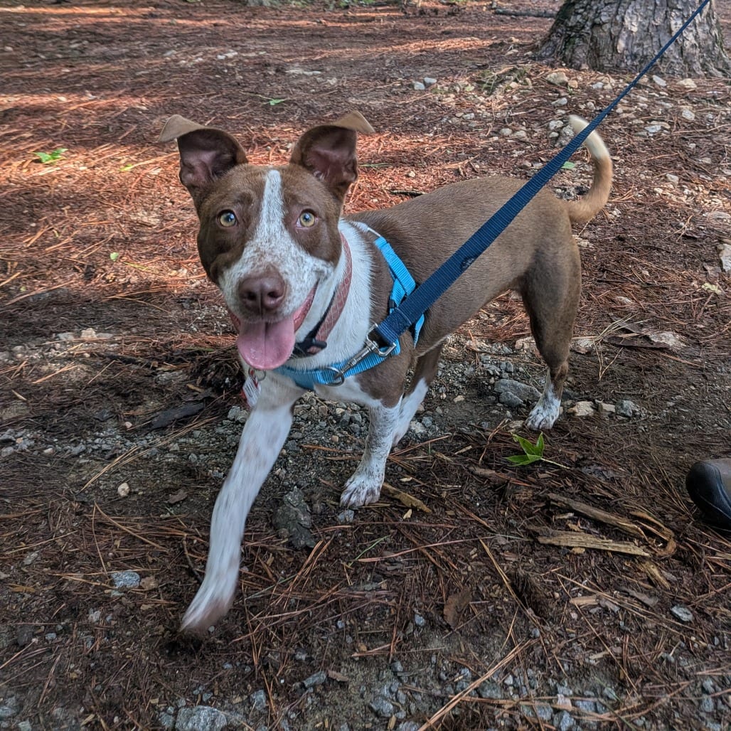 Photo of Lotti-Da, adoptable Hound / Pointer in Wake Forest, North Carolina