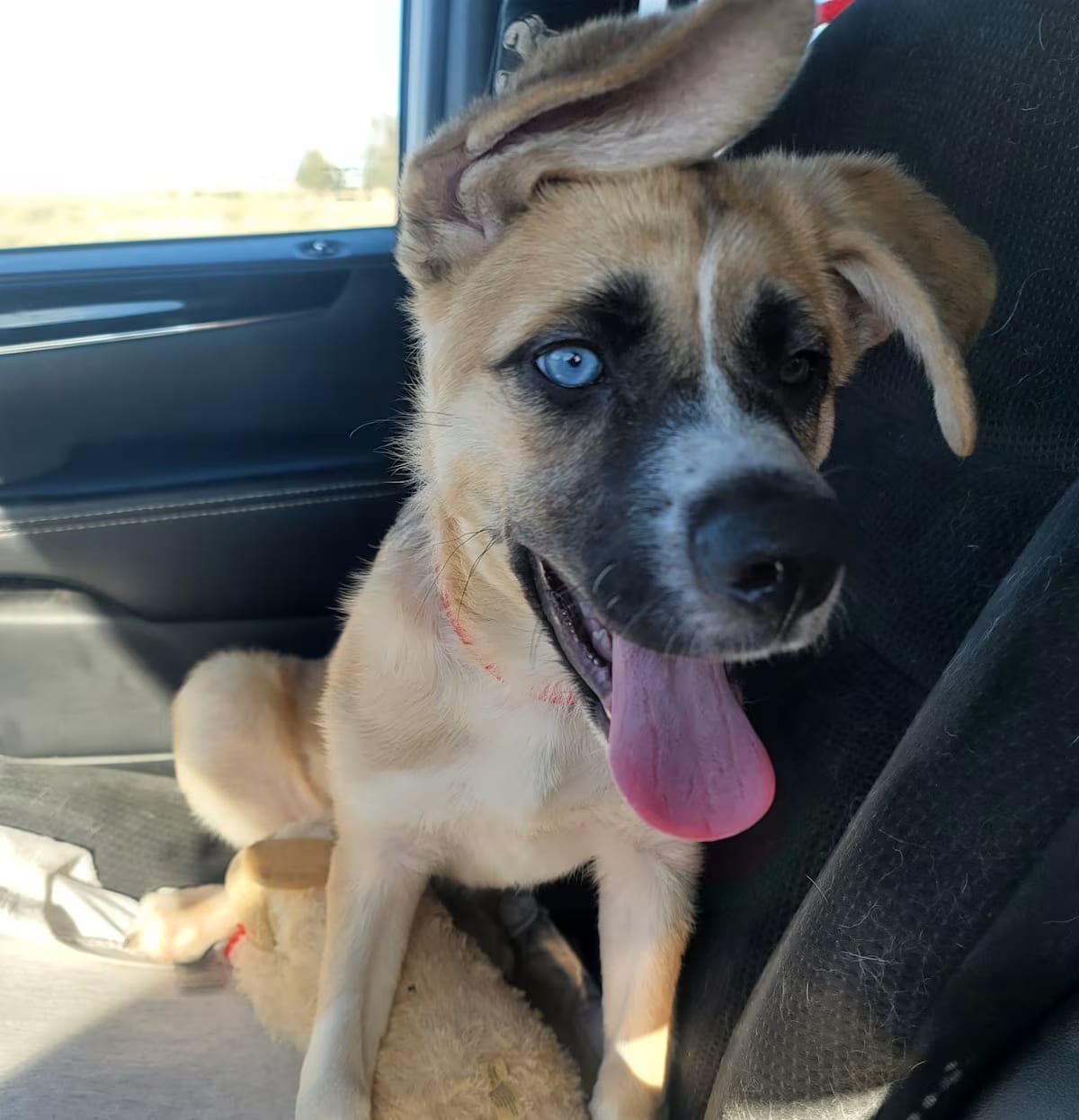 Photo of Nacho, adoptable St. Bernard/Shepherd (Unknown Type) in Denver, Colorado