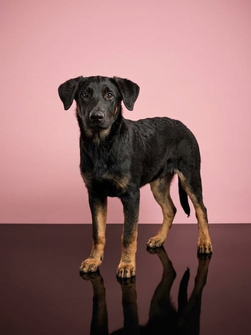 Photo of Mini, adoptable German Shepherd Dog in Los Angeles, California