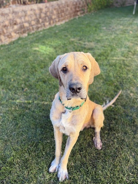 Photo of Duke, adoptable Anatolian Shepherd in Sacramento, California