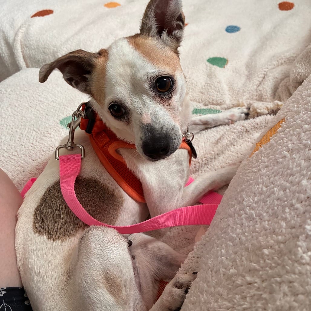 Photo of Chloe D12624, adoptable Chihuahua / Dachshund in Princeton area, Minnesota