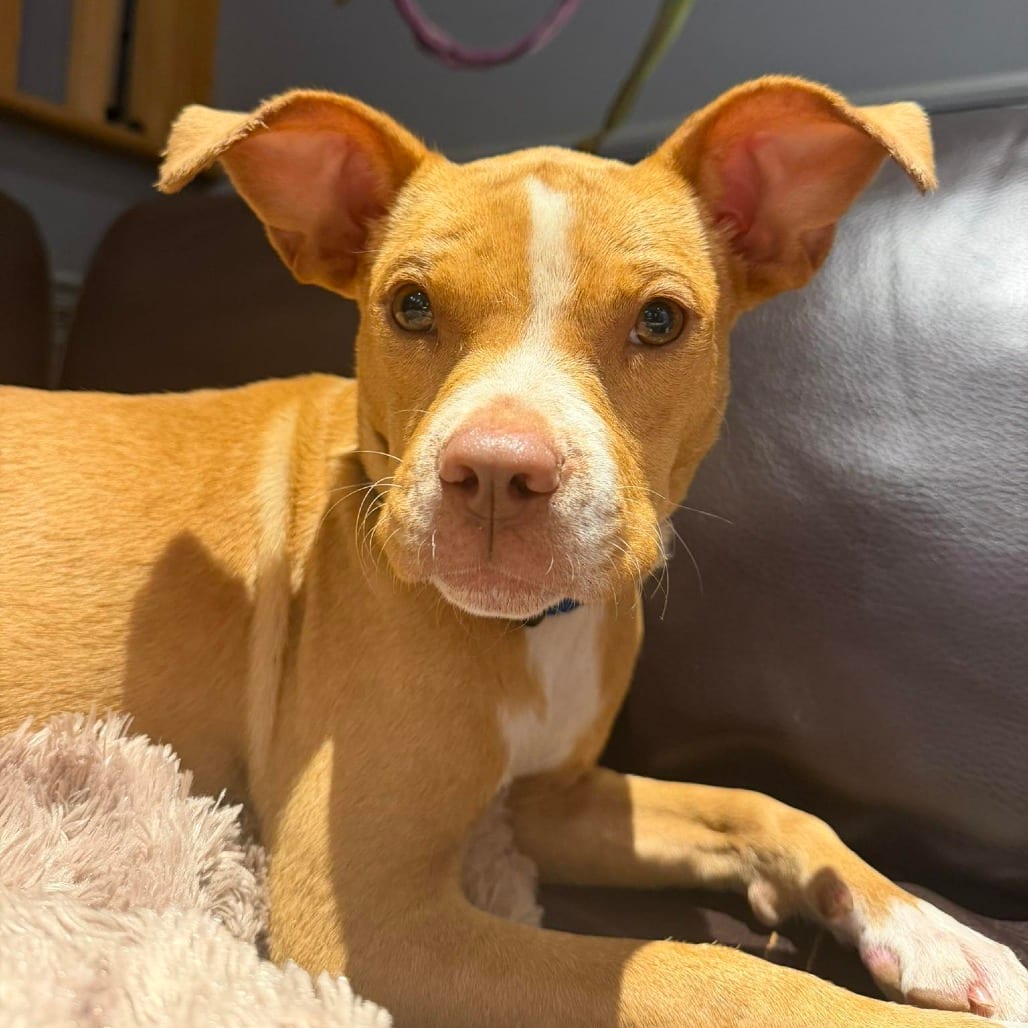 Photo of Mavis, adoptable Mixed Breed (Medium) in St. Louis, Missouri