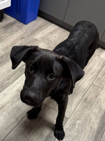 Photo of Cosmo, adoptable Labrador Retriever in Redlands, California