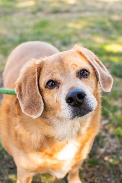 Photo of Spud, adoptable dog in Chamblee, Georgia