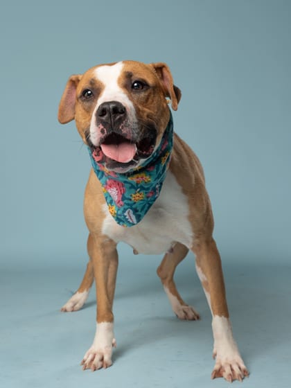 Photo of Erin, adoptable dog in Atlanta, Georgia