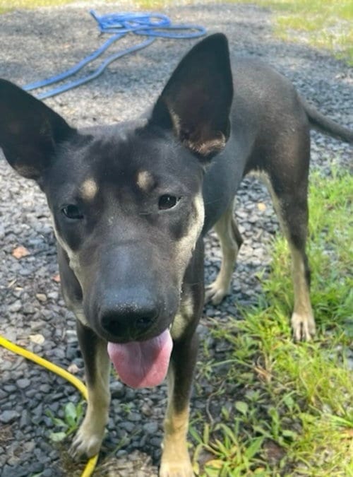 Photo of Molly, adoptable Australian Kelpie in Pottstown, Pennsylvania