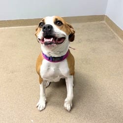 Photo of Nala, adoptable Boxer American Bulldog in Aurora, Colorado