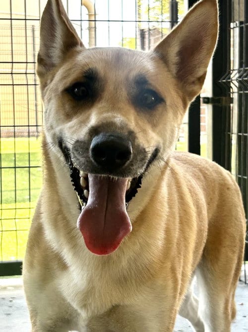 Photo of Ozzie, adoptable Siberian Husky in Little Elm, Texas