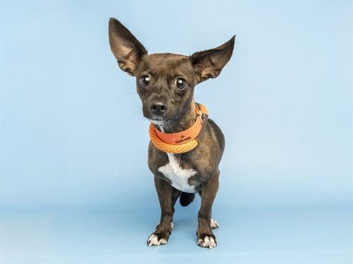 Photo of Luna, adoptable Chihuahua in Phoenix, Arizona
