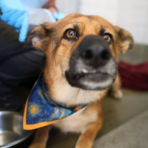 Photo of Macy, adoptable German Shepherd Dog in San Antonio, Texas