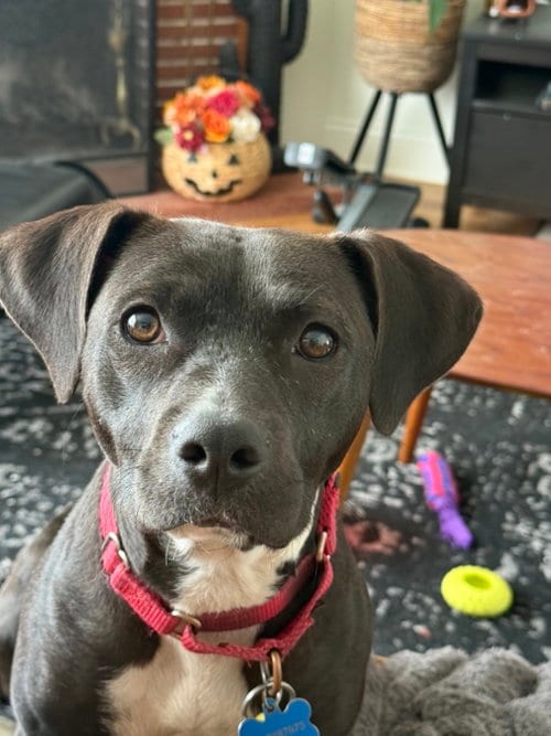 Photo of Lola Bunny, adoptable Terrier in San Francisco, California