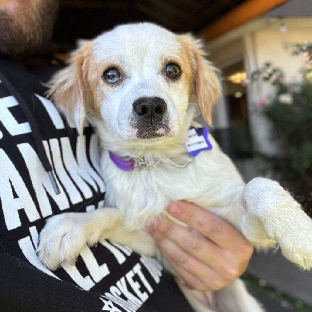 Photo of Mon Mothma, adoptable Mixed Breed (Small) in San Francisco, California