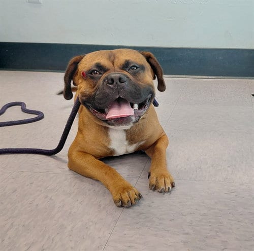 Photo of A5803607, adoptable Boxer in Baldwin Park, California