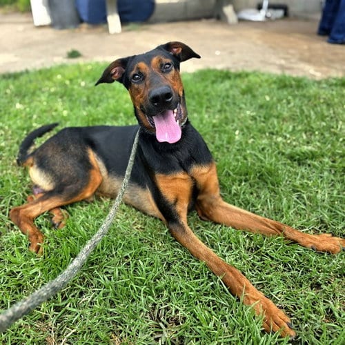 Photo of Elvis, adoptable Doberman Pinscher in Long Beach, California