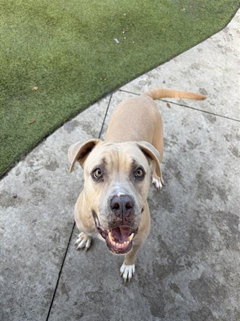 Photo of Lucy, adoptable Pit Bull Terrier in Miami, Florida