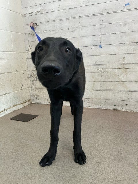 Photo of Chief, adoptable German Shepherd Dog in San Bernardino, California