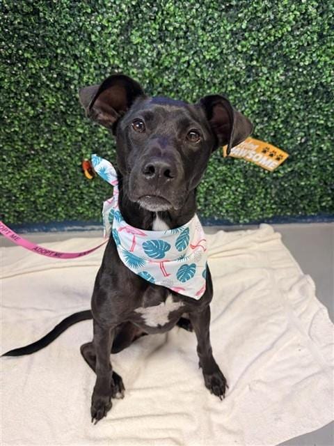 Photo of Rachel, adoptable Labrador Retriever in Corpus Christi, Texas