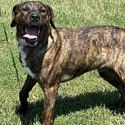 Photo of Jace, adoptable Plott Hound in Coldwater, Michigan