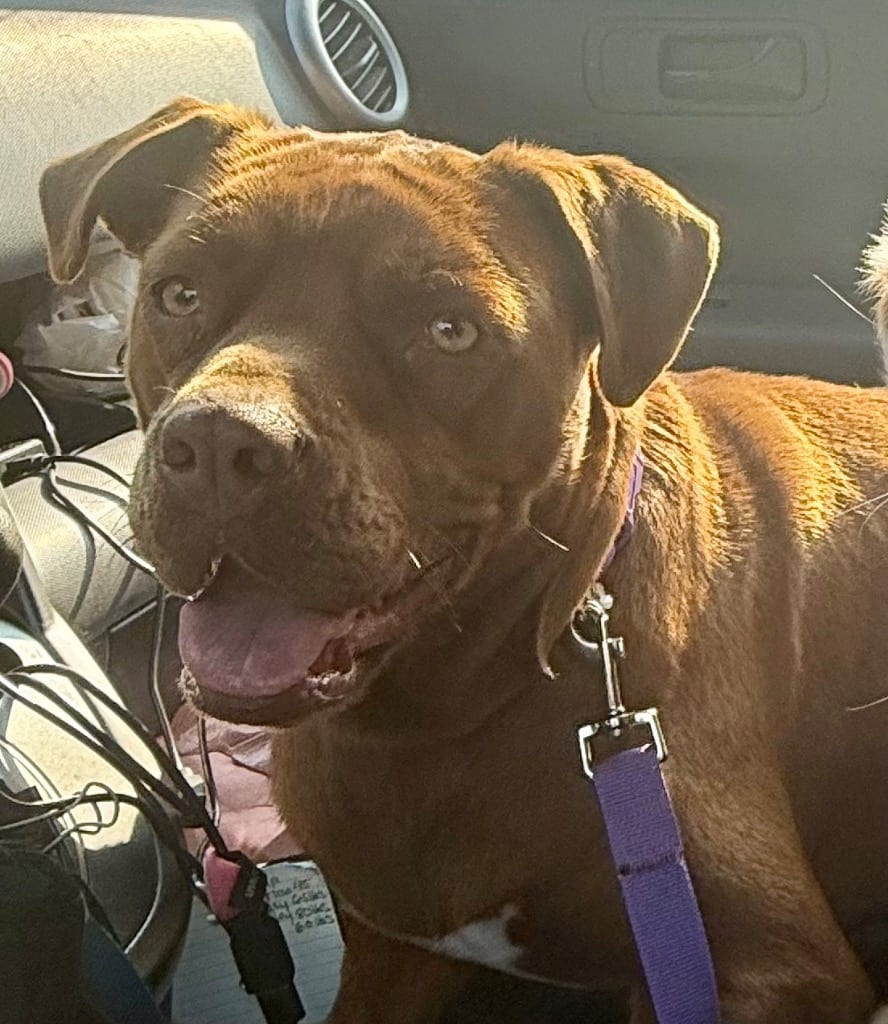 Photo of Marilyn, adoptable Boxer in Crossville, Tennessee